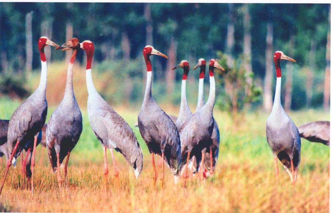 See the red-headed cranes in the dry season